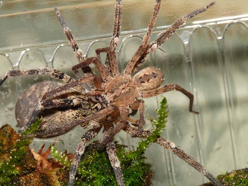 Zoropsis spinimana